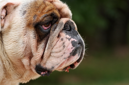 American Bulldog - Appearance & Grooming