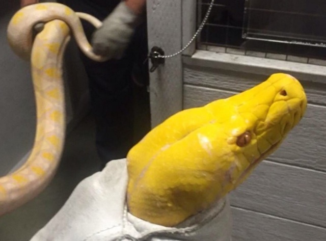 Diners scatter when man drops giant python in restaurant