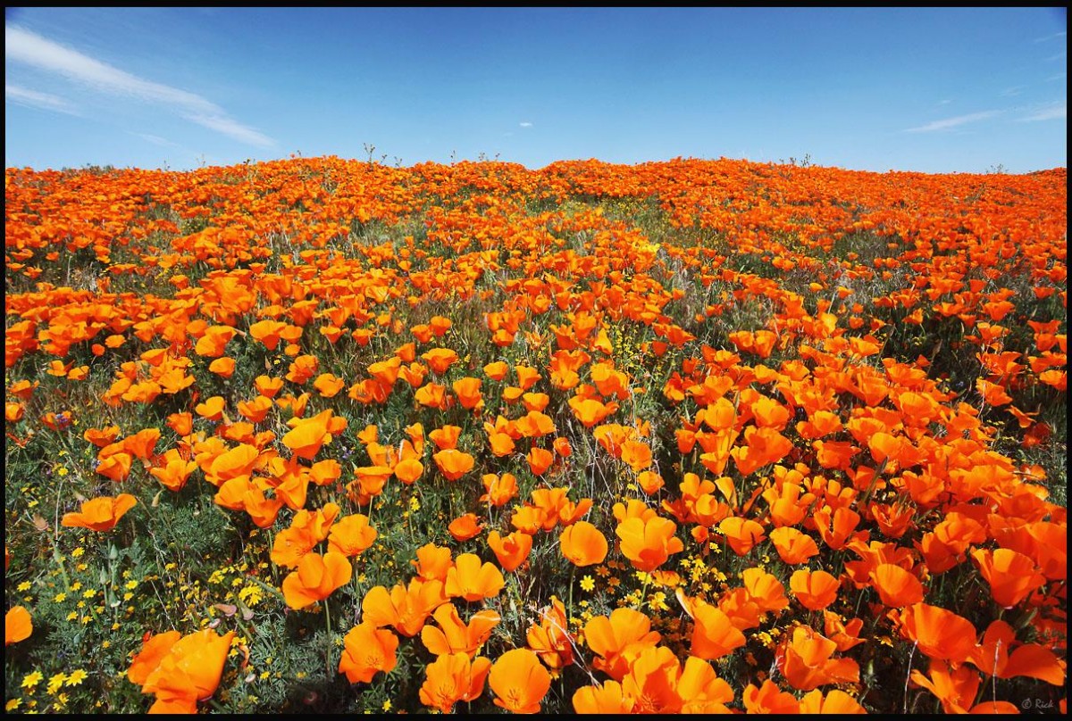 Antelope Valley California Poppy Reserve