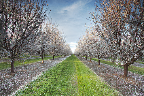 The Real Economic Value of California Agriculture